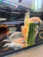 Longfin L144 kweekgroep, Dieren en Toebehoren, Vissen | Aquariumvissen, Vis