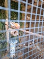 Vogelvoiere, Meerdere dieren, Tropenvogel