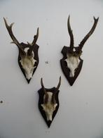 3 ree geweien (16) samen voor 30 euro, Verzamelen, Dierenverzamelingen, Ophalen of Verzenden, Zo goed als nieuw, Wild dier, Gewei of Kop