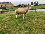 Texelaar dekram, Dieren en Toebehoren, Mannelijk, Schaap, 0 tot 2 jaar