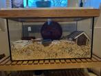 Hamster terrarium, Dieren en Toebehoren, Knaagdieren en Konijnen | Hokken en Kooien, Kooi, Minder dan 75 cm, Zo goed als nieuw