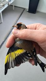 Putter parva, Vrouwelijk, Wildzangvogel