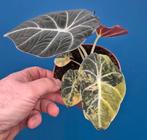 Alocasia Black Velvet Gold p12 (2)