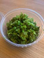 Salvinia Minima "Vlotvaren", Drijfplant,  INCLUSIEF BAKJE, Dieren en Toebehoren, Vissen | Aquaria en Toebehoren, Ophalen, Nieuw