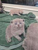 Prachtig raszuiver britse korthaar nestjes (2 nestjes), Meerdere dieren, Ontwormd, 0 tot 2 jaar