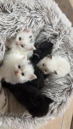 Britse korthaar/langhaar, Dieren en Toebehoren, Katten en Kittens | Raskatten | Korthaar, Kater
