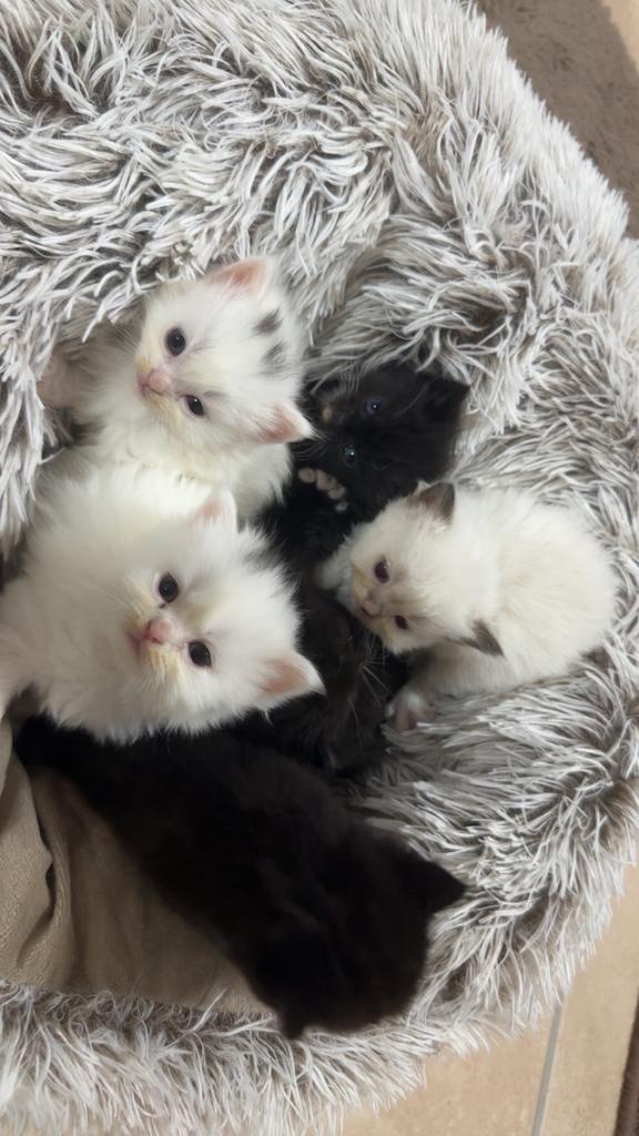 Britse korthaar/langhaar, Dieren en Toebehoren, Katten en Kittens | Raskatten | Korthaar, Kater