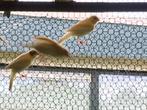 kanaries, Dieren en Toebehoren, Vogels | Kanaries, Meerdere dieren, Zangkanarie
