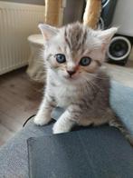 Britse korthaar kittens, Dieren en Toebehoren, Katten en Kittens | Raskatten | Korthaar, Kater, Ontwormd, 0 tot 2 jaar