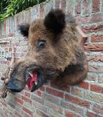 Opgezette kop zwijn Veluwe taxidermy opgezet jacht schedel, Verzamelen, Ophalen, Wild dier, Gewei of Kop