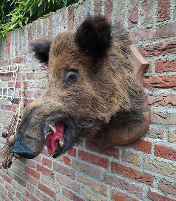Opgezette kop zwijn Veluwe taxidermy opgezet jacht schedel beschikbaar voor biedingen
