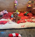 MINI Australian labradoodle pups, Nederland, Overige rassen, 8 tot 15 weken, Meerdere
