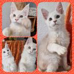 Maine Coons kittens met stamboom, Dieren en Toebehoren, Meerdere dieren, Gechipt, 0 tot 2 jaar