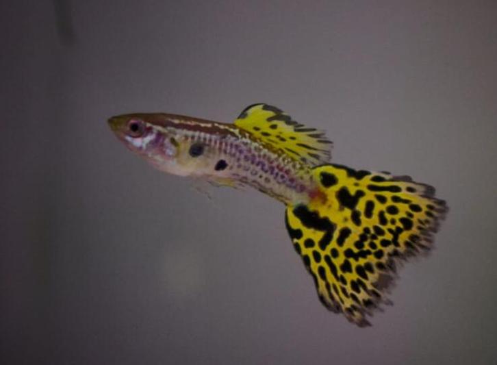 Cobra guppen cobra guppy te koop, Dieren en Toebehoren, Vissen | Aquariumvissen, Vis