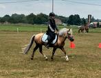Leuke B pony onder het zadel en in de koets, Dieren en Toebehoren, Pony's, Ruin, Recreatiepony