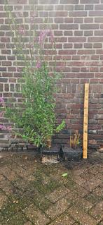 Lythrum salicaria  Grote Kattestaart moeras vijver plant, Ophalen, Vaste plant, Halfschaduw, Zomer