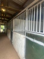 4 stallen te huur, Weidegang, 4 paarden of pony's of meer