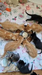 Prachtige rode kittens van kruising Brits kh/Europees kh, Dieren en Toebehoren, Katten en Kittens | Overige Katten, Meerdere dieren