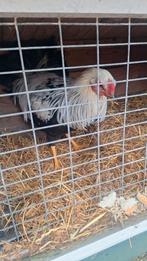 Jonge twentse hoen haan, Dieren en Toebehoren, Pluimvee, Mannelijk, Kip