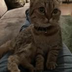 Poes zoekt nieuw adresje, Dieren en Toebehoren, Poes, Gechipt, 0 tot 2 jaar