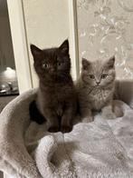 prachtige Lilac & choco Kater, Dieren en Toebehoren, Katten en Kittens | Raskatten | Korthaar, Ontwormd, Meerdere dieren, 0 tot 2 jaar