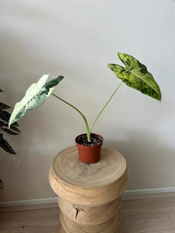 Alocadia frydek variegata beschikbaar voor biedingen