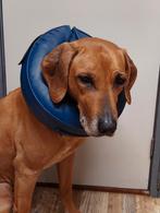 Trixie beschermkraag opblaasbaar, Dieren en Toebehoren, Honden-accessoires, Ophalen of Verzenden, Zo goed als nieuw