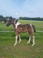 Prachtig bont merrie veulen Tinker x Volbloed, Dieren en Toebehoren, Merrie, Niet van toepassing, Minder dan 160 cm, 0 tot 2 jaar