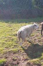 Te koop:  Jonge blauwkoprammen, Dieren en Toebehoren, Schapen, Geiten en Varkens, Mannelijk, Schaap