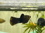 Black molly’s, Dieren en Toebehoren, Vissen | Aquariumvissen, Vis