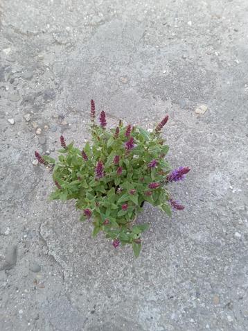 ACTIE sALVIA beschikbaar voor biedingen