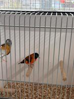 Koppel kapoetsen sijzen, Meerdere dieren, Tropenvogel