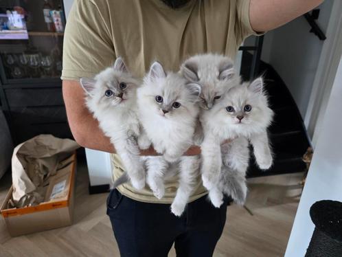 Neva Masquerade kittens [Nog 1 poesje], Dieren en Toebehoren, Katten en Kittens | Raskatten | Langhaar, Poes, Ontwormd