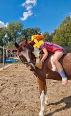 Lieve familiepony. Onder het zadel en voor de wagen!, Dieren en Toebehoren, Pony's, Ruin, D pony (1.37m tot 1.48m), Gechipt