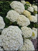 Hortensia Annabelle - Mooi vertakt - 50-60cm, Ophalen, Zomer, Vaste plant, Overige soorten