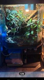 Paludarium MOET WEG 100 100 45, Dieren en Toebehoren, Reptielen en Amfibieën | Toebehoren, Ophalen of Verzenden