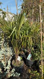 Palmen trachycarpus grote kluit goed vertakt winterhard, Vaste plant, Bloeit niet, Halfschaduw, Ophalen