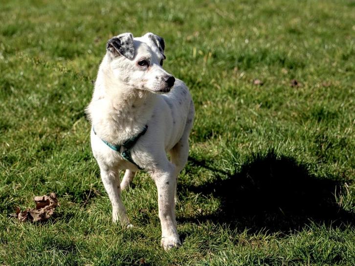 VROLIJK LEVENSLUSTIG SENIOR REUTJE OPA IS EEN ECHTE VRIEND, Dieren en Toebehoren, Honden | Niet-rashonden, Middel, Reu, Particulier