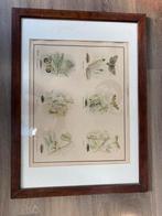 5 Gravures van insecten, 50 tot 75 cm, Ophalen of Verzenden, Zo goed als nieuw, 50 tot 75 cm