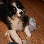 Fantastische zuivere Australian Shepherd pups., Dieren en Toebehoren, Honden | Herdershonden en Veedrijvers, Parvo, Reu, 8 tot 15 weken