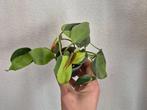 Philodendron scandens brasil, Ophalen of Verzenden, Overige soorten