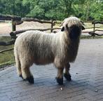 Ram van 2025 " Zo horen ze te zijn ", Dieren en Toebehoren, Schapen, Geiten en Varkens, Mannelijk, Schaap