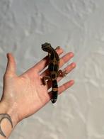 Black night luipaardgekko vrouw, Dieren en Toebehoren, Reptielen en Amfibieën, Hagedis, Tam, 0 tot 2 jaar