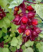 Biologische Japanse wijnbesstekken / Rubus phoenicolasius, Tuin en Terras, Halfschaduw, 100 tot 250 cm, Ophalen, In pot