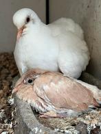 Lachduifjes tortelduif wit koppel met jong twee weken oud, Dieren en Toebehoren, Vogels | Duiven, Meerdere dieren