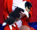COLLIE Schotse pup FCI, Dieren en Toebehoren, Parvo, Particulier, 8 tot 15 weken, Buitenland