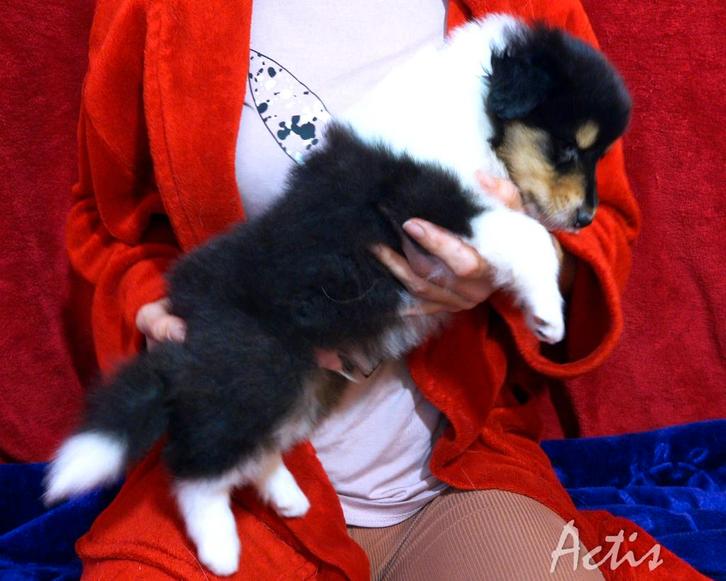 COLLIE Schotse pup FCI, Dieren en Toebehoren, Honden | Herdershonden en Veedrijvers, Teef, Collie, Particulier, Eén hond, Buitenland