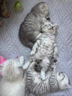 Britse korthaar kittens van de Whiskas reclame  silvertabby, Meerdere dieren, Gechipt, 0 tot 2 jaar