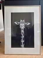 Giraffe Foto in grote zilveren Lijst - Zwart-Wit afbeelding, Ophalen, Oorspronkelijke maker, Zo goed als nieuw, 75 tot 100 cm