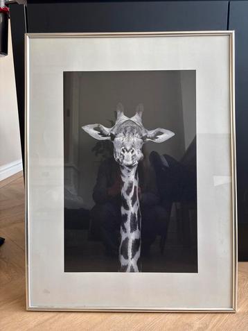 Giraffe Foto in grote zilveren Lijst - Zwart-Wit afbeelding beschikbaar voor biedingen